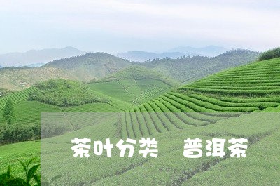 茶叶分类 普洱茶/2023031759471